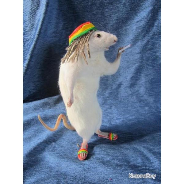 taxidermie rat rasta taxidermy rat anthropomorphique curiosit oditties
