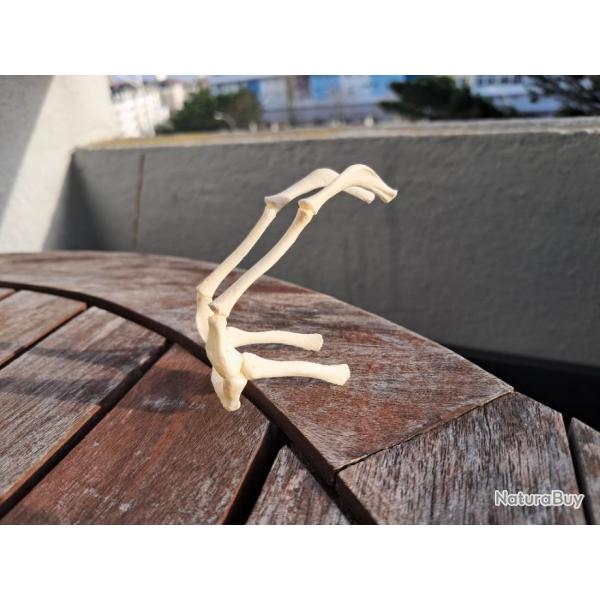 Appareil hyodien ( Os hyode ) de mammifre ; montage ostologique