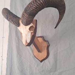 Troph&eacute;e de mouflon #LM26