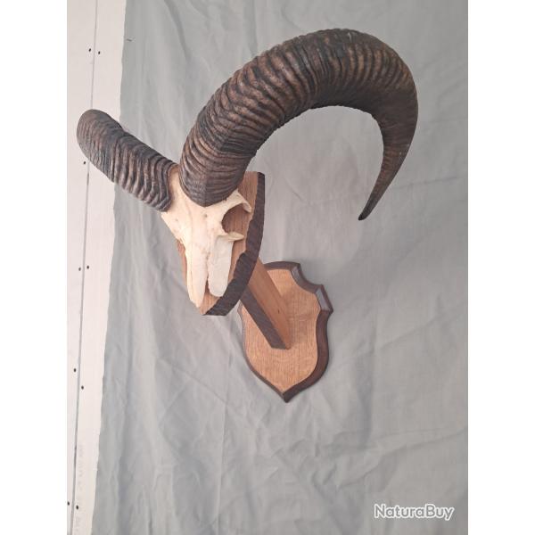 Troph�e de mouflon #LM26
