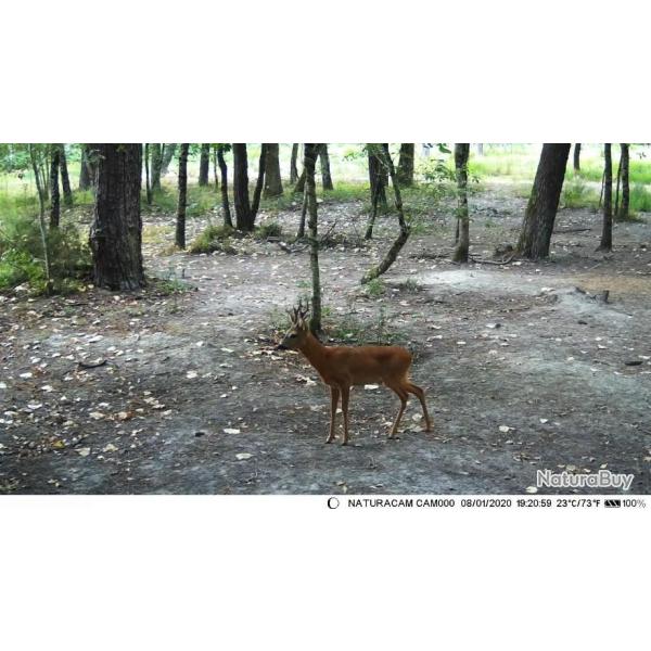 Recherche bracelets Chevreuil/sanglier