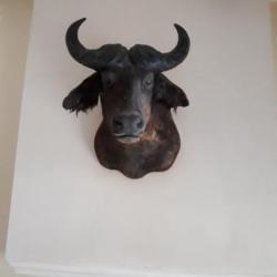 buffle en cape du cameroun