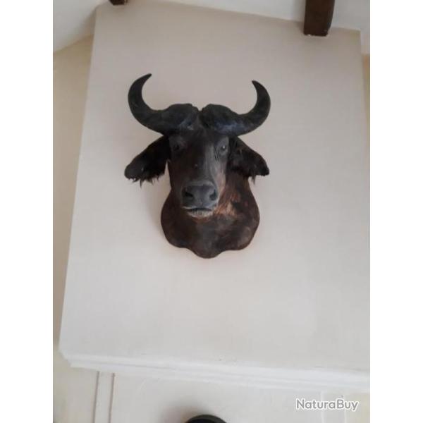 buffle en cape du cameroun