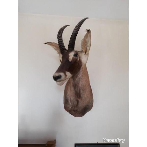 koba du burkina fasso