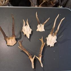 Lot de 5 massacres de chevreuil #07033