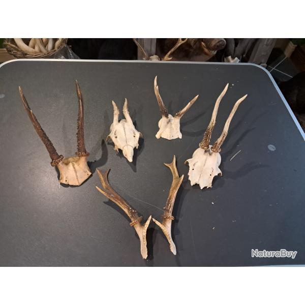 Lot de 5 massacres de chevreuil #07033