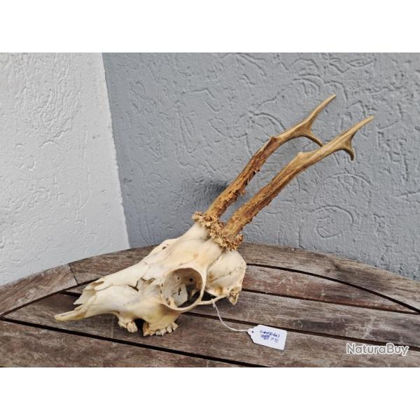 Crne de chevreuil avec abcs dentaire #738