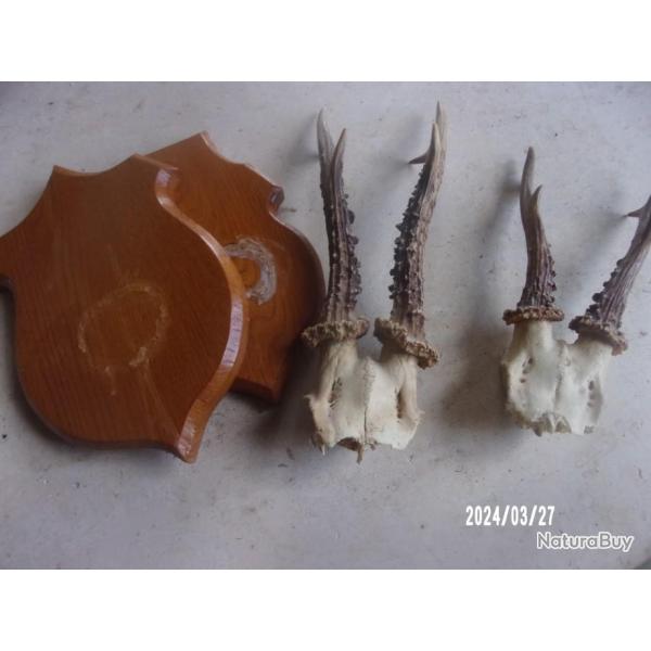 deux massacres de chevreuil