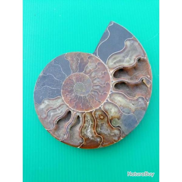 SUPERBE  AMMONITE  FOSSILE  .  LG  140mm  .