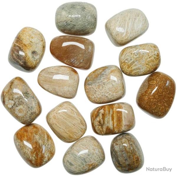 Pierres roul�es corail fossilis� - 3 � 4 cm - Lot de 2