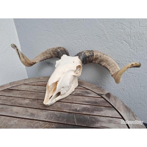 Crne de blier avec mchoire #60