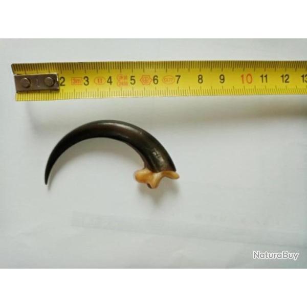 Taxidermie.Reconstitution de grande griffe de l'Aigle Royal