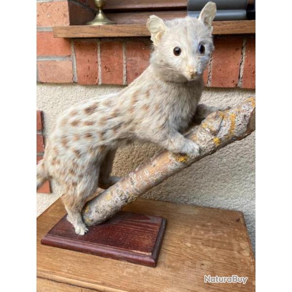 Genette naturalise annes 50