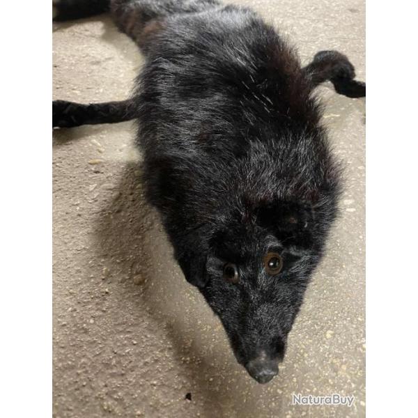 Peau Renard noir du Canada