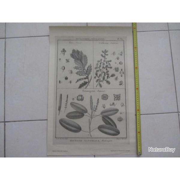 Ancienne planche botanique J. E de Seve
