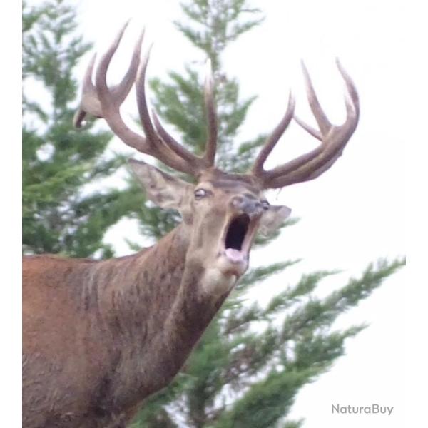 AFFUT/APPROCHE CERF-MOUFLON