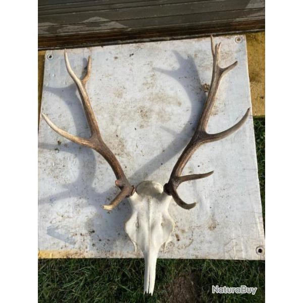 massacre de cerf foret retz