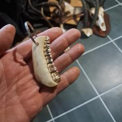 Porte-clef m&acirc;choire de chevreuil