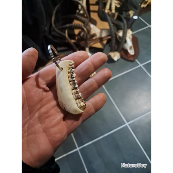 Porte-clef m�choire de chevreuil