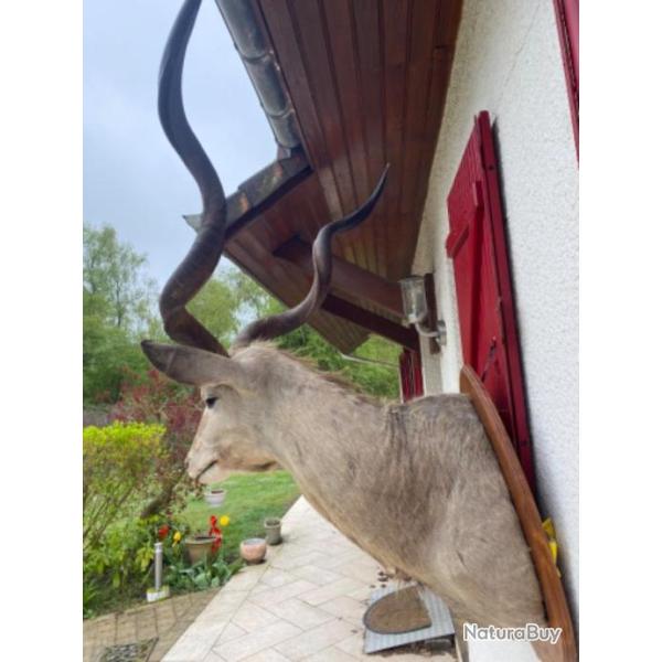 Troph�e grand koudou (m�daill�)