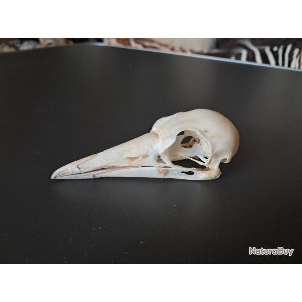 Crne de Cassican flteur ; Gymnorhina Tibicen