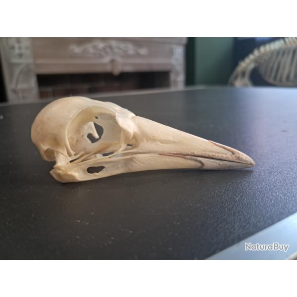 Cr�ne de Cassican fl�teur ; Gymnorhina Tibicen #1