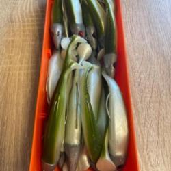 Leurre souple mont&eacute; Delalande vert swat Shad 11cm 40g