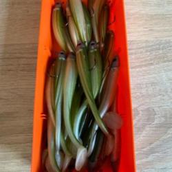 Leurre souple mont&eacute; Delalande vert 12cm 10gr speed slim