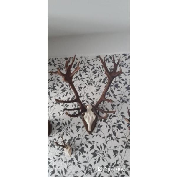 magnifique troph�e de cerf