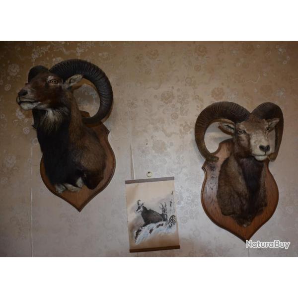 TROPHEE de MOUFLON en cape  - Provenance : GIC du Caroux (France) - lot possible