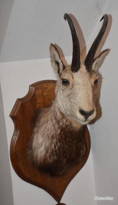 Pin's Carte Téléphonique - Chamois Des Alpes Suisses (signé Alpes Trophées)