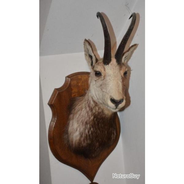 TROPHEE de CHAMOIS  - Provenance : Jura (France)