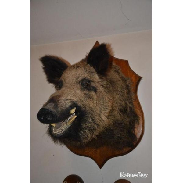 Troph�e de sanglier naturalis� 160 kg - Provenance : Grand Est  (France)