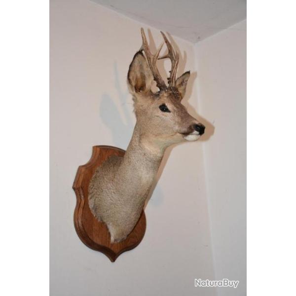 T�te de chevreuil naturalis� - Provenance : Franche Comt� (France)