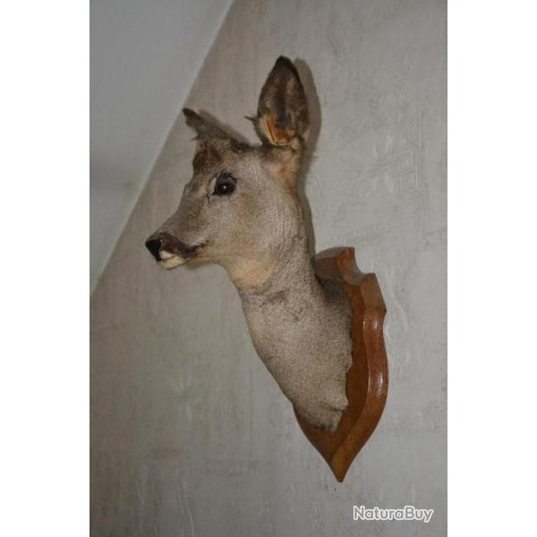 T�te de chevrette naturalis�e - Provenance : Franche Comt� (France)