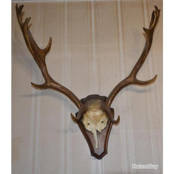 Troph�e cerf - Provenance : Jura (France)