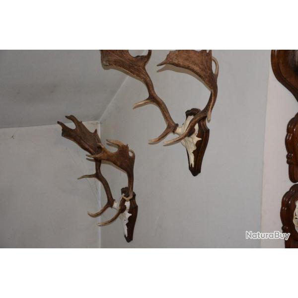 Troph�es Daim - Provenance : France