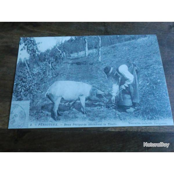 cp deux p�rigords cherchant la truffe