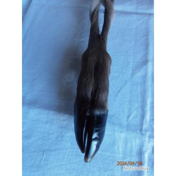 Patte de cerf tresse.