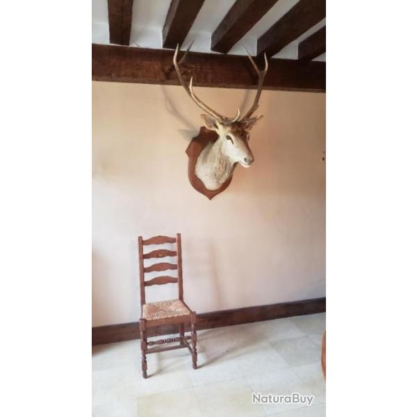 Troph�e cerf 10 cors ann�es 2000 For�t du Loiret