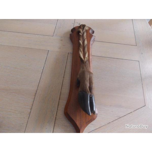 PIED D HONNEUR DE BICHE