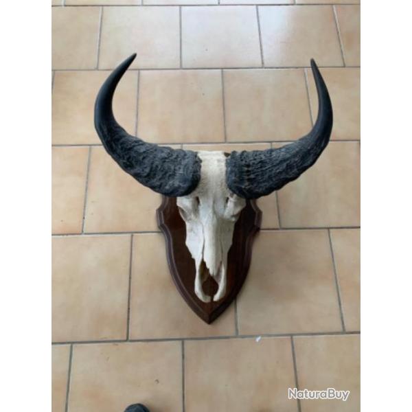 Massacre buffle du cap