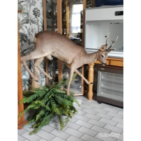 taxidermie chevreuil