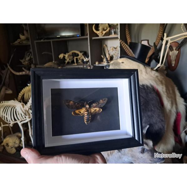 Papillon Sphinx t�te de mort en cadre ; Acherontia atropos #4