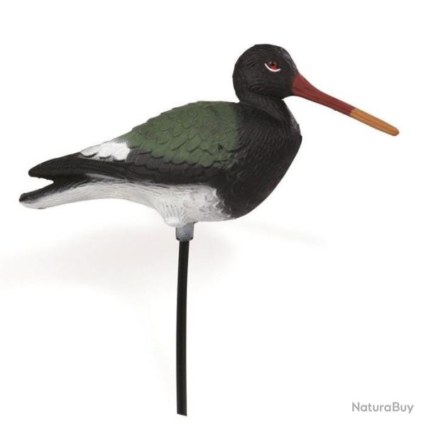 DC 25 ! Appelant pie de mer Stepland