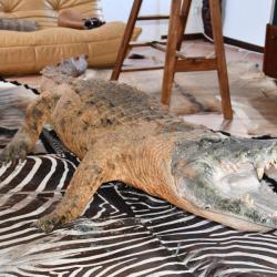 Vente de troph&eacute;es &agrave; choisir parmi 48