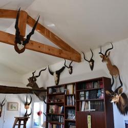 Vente de troph&eacute;es &agrave; choisir parmi 45