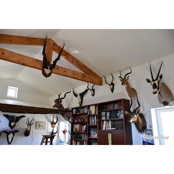 Vente de troph�es � choisir parmi 45