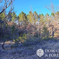 Propri&eacute;t&eacute; Foresti&egrave;re dans le Var 94 hectares DF-1027-A