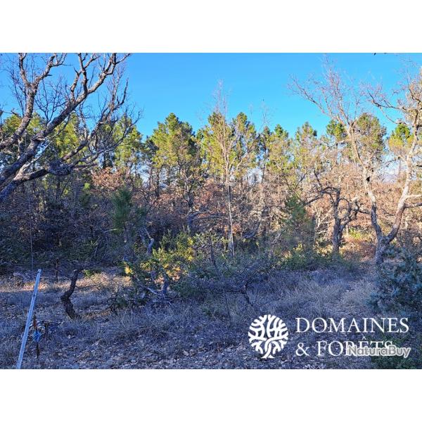 Propri�t� Foresti�re dans le Var 94 hectares DF-1027-A